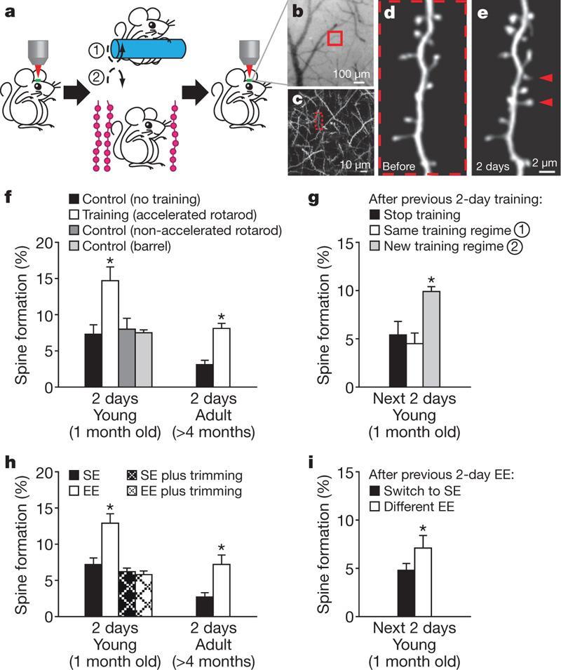 L apprendimento e l esercizio fisico aumentano le spine