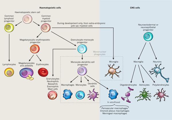 La microglia deriva anche dalle cellule staminali