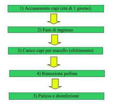 Analisi dei singoli processi Di seguito si riporta un diagramma di flusso che schematizza i diversi processi produttivi.