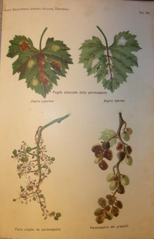 Bell esempl. (viticoltura enologia) CAVAZZA Domizio. VITICOLTURA.