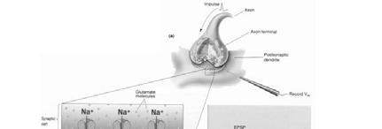 permeabilità ionica che porta a: ** Depolarizzazione: sinapsi eccitatoria, l elemento postsinaptico può