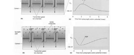 ** Iperpolarizzazione: sinapsi inibitoria, l elemento postsinaptico è allontanato dalla soglia per la