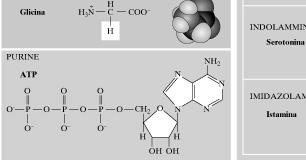 PESO MOLECOLARE Acetilcolina Glutammato