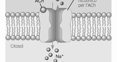 Per le sinapsi colinergiche (acetilcolina) esistono due tipi di recettori: nicotinici e