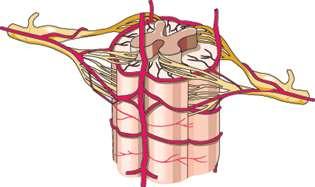 spinale Nervi