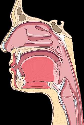 VIE AEREE SUPERIORI L ARIA ENTRA DAL NASO E DALLA BOCCA