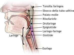 FARINGE L'ARIA INTRODOTTA RAGGIUNGE IL SEGMENTO SUPERIORE DELLA FARINGE (O RINOFARINGE).