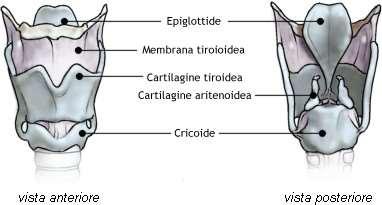 LARINGE L'ARIA PASSATA ATTRAVERSO LA FARINGE SI IMMETTE NELLA LARINGE. ALL'INGRESSO DELLA LARINGE SI TROVA L'EPIGLOTTIDE, UN LEMBO DI TESSUTO CARTILAGINEO CHE REGOLA IL PASSAGGIO DELL'ARIA.