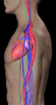 CUORE È COSTITUITO DA UN MUSCOLO, IL MIOCARDIO, DELLE