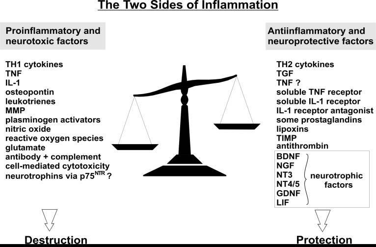 Possibile ruolo favorevole della infiammazione I due ruoli dell infiammazione Fattori pro-infiammatori e neurotossici