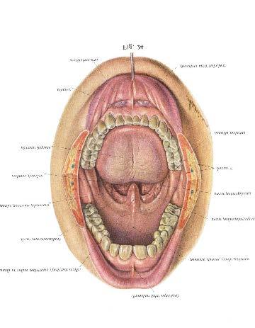 PDF2. Anatomia della bocca, dei denti e principali malattie.