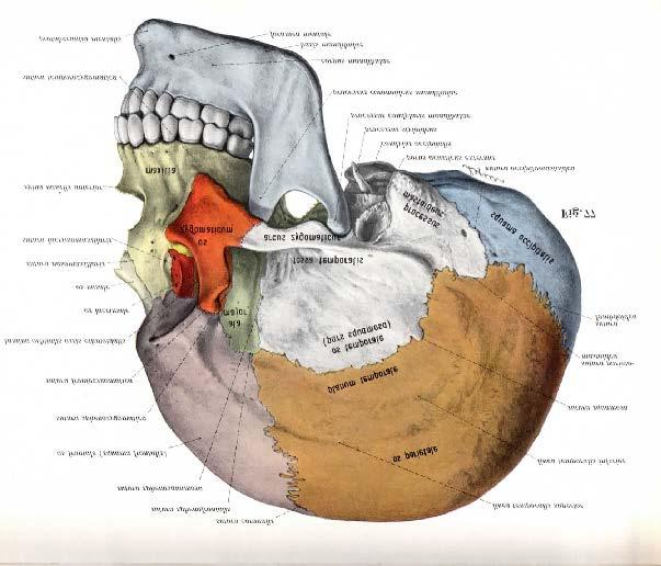 mandibola, (evidenziato in grigio chiaro, che contiene il nervo alveolare inferiore, riga nera).