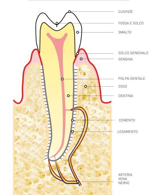 gengive come nelle restanti mucose (per esempio nelle tonsille). Dente.