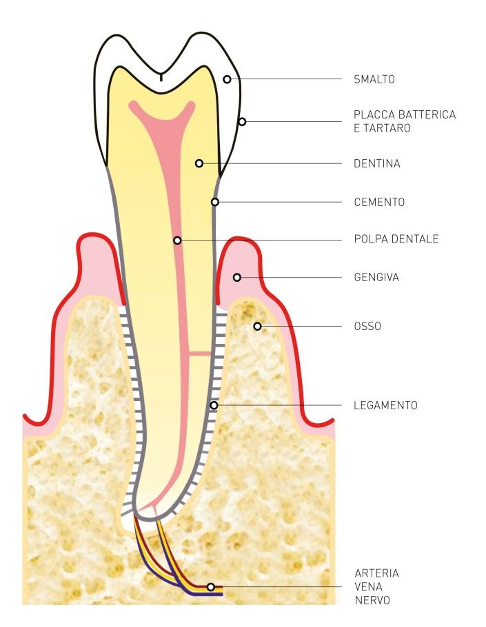 Il parodonto è il tessuto di sostegno del dente,(ne parleremo più approfonditamente in Prevenzione PDF 6: Gengivite e Parodontite e a Terapie: Parodontologia) si divide in superficiale (la gengiva) e