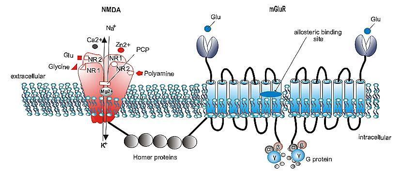 Recettori NMDA - gli effetti possono essere correlati alle relazioni funzionali tra i recettori mglu5 e il recettore NMDA. È stato scoperto (Brekeman et al.