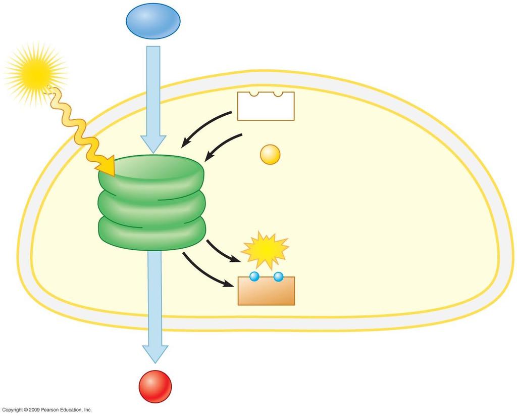 H 2 O Cloroplasto Luce NADP + ADP P