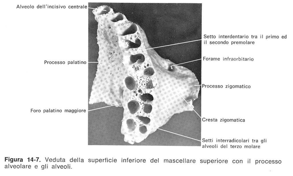 Anatomia Umana