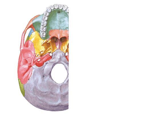 Volta cavità orale: - processi palatini delle ossa