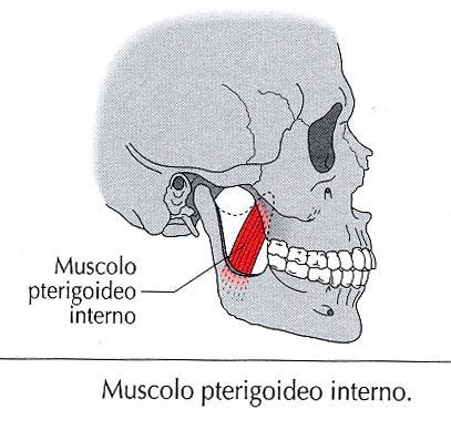 Muscolo pterigoideo interno: