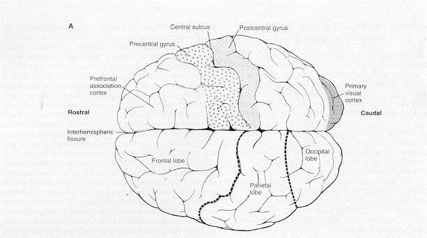I 2 emisferi cerebrali Emisferi simmetrici bilateralmente. Ciascun emisfero ha competenza per la parte contro-laterale. Le fibre neurali subiscono una decussazione.