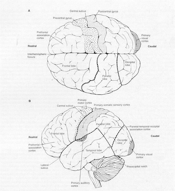 Integrazione multisensoriale per l azione. Giunzione temporaleparietale-occipitale. Area limbica. Area pre-frontale.