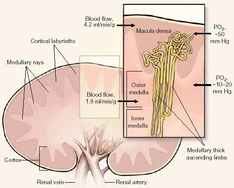 L anziano ha un rischio più elevato di complicanze iatrogene Gurm et al.