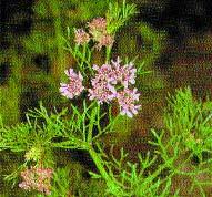CORIANDOLO ANETO Coriandrum sativum Famiglia: Ombrellifere. Habitat: originario dell Asia occidentale. Coltivato fin dall antichità come pianta aromatica.