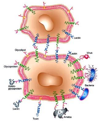 icoproteine particolari (e.g.