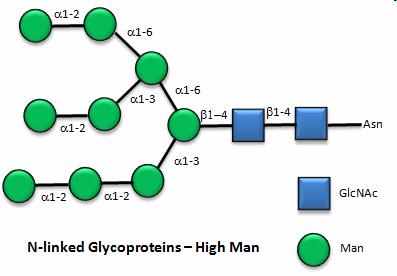 GLICOPROTEINE Glicosilazione (1) Una singola glicoproteina può anche contenere sia i tipi semplici e complesso di oligosaccaride (ad es.
