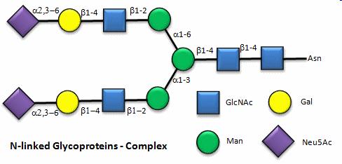 Mucine: Mucoproteine ad elevato peso molecolare che formano un biofilm prottetivo sulla superficie delle cellule epiteliali dove forniscono una barriera contro la