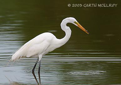 Nome scientifico 21) AIRONE BIANCO MAGGIORE Casmerodius albus (Egretta alba) Ardeidae Nome scientifico 22) GARZETTA Egretta garzetta Ardeidae Ciconiiformes Ciconiiformes Specie politipica a corologia