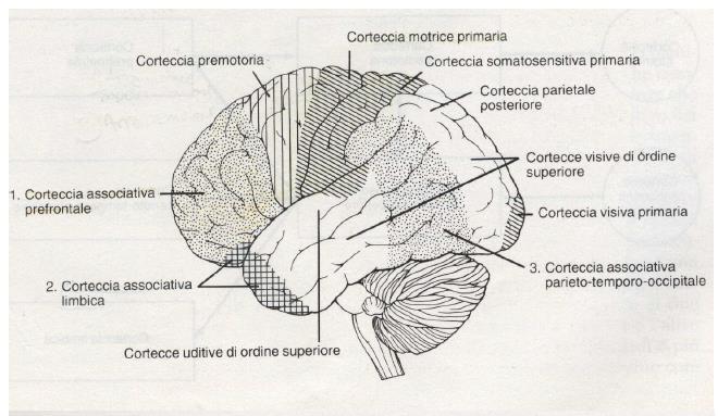 L area frontale maggiormente coinvolta nei processi cognitivi e comportamentali è la CORTECCIA PREFRONTALE (Da Kandel E.R.,Schwartz J.H., Jessell T.M.