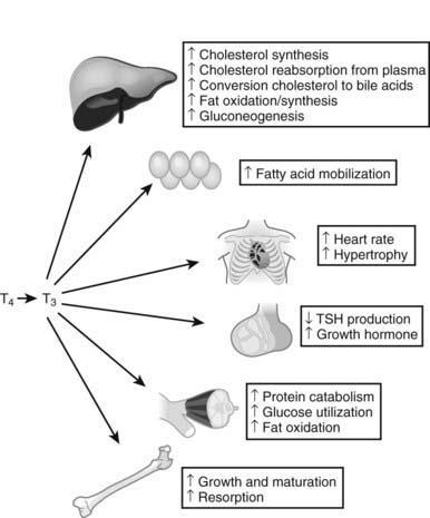 T3 regola la sintesi e la demolizione di tutti i macronutrienti, induce la respirazione cellulare Tutti i tessuti, tranne il cervello, rispondono al T3 aumentando il consumo di ossigeno FUNZIONI