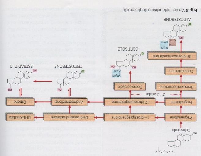 Le cellule della corteccia surrenale possiedono