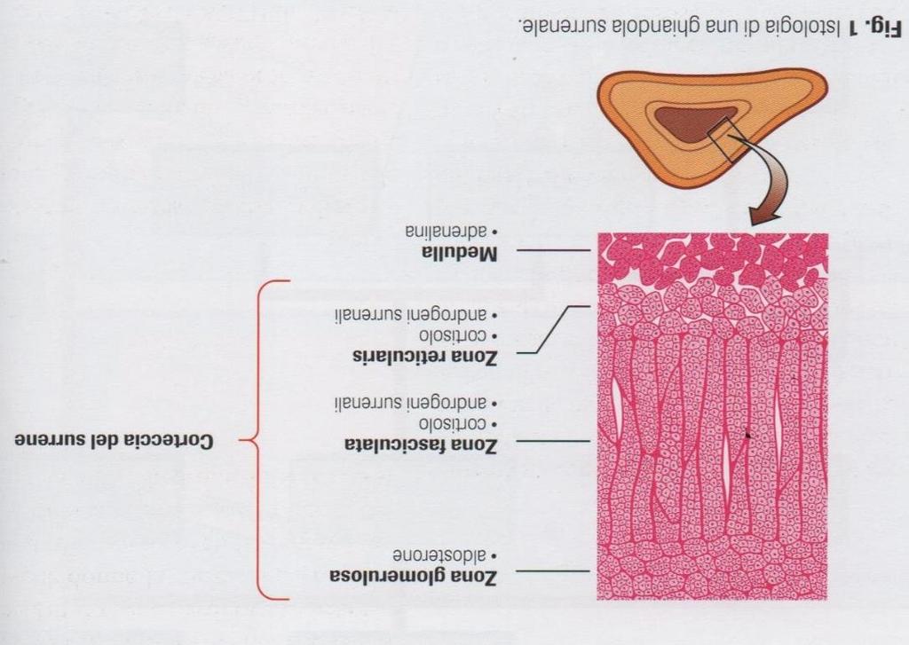 La specificità di sintesi degli ormoni nelle diverse zone della corteccia del surrene dipende dalla presenza o meno dei recettori per ACTH e dall espressione degli enzimi specifici Tutte le tre