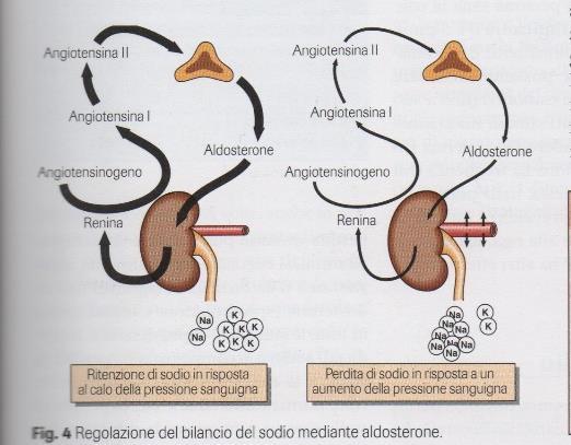 Sistema Renina-Angiotensina-Aldosterone (RAAS) IPERALDOSTERONISMO Primitivo Eccesso di produzione di aldosterone dovuto ad un adenoma della corteccia surrenalica