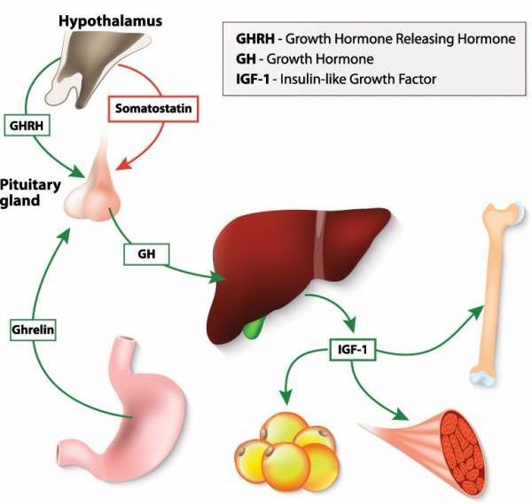 Asse ipotalamico-ipofisario-igf-1 Ormone proteico Secrezione stimolata da GHRH e inibita da somatostatina (neuroormoni ipotalamici) Emivita in circolo di 20-25 minuti Metabolizzato dal fegato e