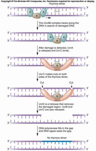 ER (ucleotide Excision Repair) Il complesso delle proteine UvrAB scorre lungo il DA sino a quando incontra una alterazione strutturale della molecola.