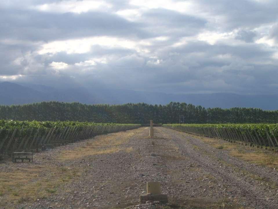 Area di studio Oasi Norte del Rio Mendoza (1300 m.