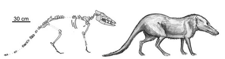 Pakicetus EVOLUZIONE Piccoli animali terrestri delle dimensioni medie di un lupo Lo scheletro presentava vertebre cervicali allungate, osso sacro ben distinto e colonna