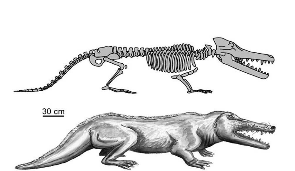 Ambulocetus EVOLUZIONE Animali con atteggiamenti anfibi Arti posteriori lunghi adatti sia per nuotare che per muoversi sulla terra ferma Probabilmente nuotavano muovendo i piedi posteriori a