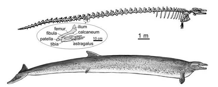 Basilosaurus EVOLUZIONE Durudon Arti toracici ampi e segmenti ossei appiattiti in senso trasversale; Arti posteriori marcatamente