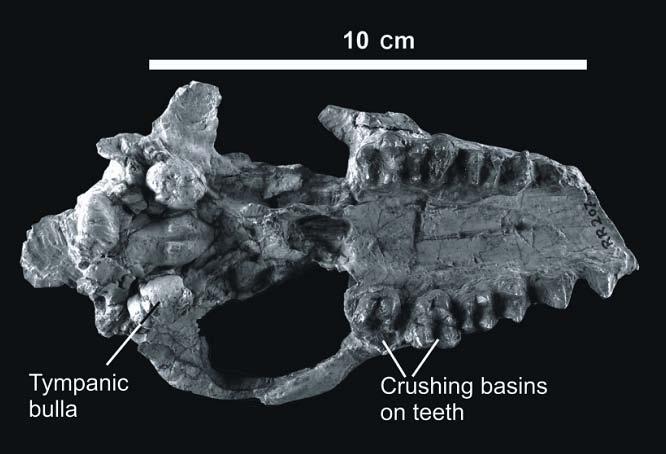 EVOLUZIONE Fossili di cetacei antichi sono stati reperiti in