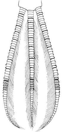 Margine distale delle mandibole, tra prosteca e zona molare, con folti e lunghi peli. Cerci con sottili annulazioni scure. (Capo piuttosto allungato).