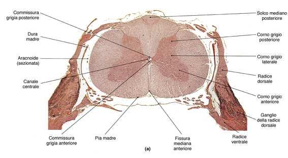 ANATOMIA DEL MIDOLLO SPINALE Nell ambito del midollo spinale si