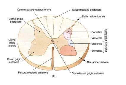 cordoni Una sostanza grigia, all interno Corno posteriore (dorsale);