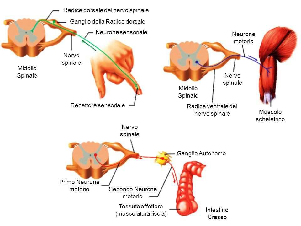 SOSTANZA GRIGIA DEL MIDOLLO SPINALE Neuroni motori somatici Neuroni motori