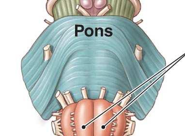 PONTE DI VAROLIO 2 Peduncoli Cerebellari Medi Solco