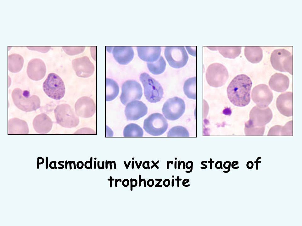 Il P. malariae determina l infezione nota come quartana ed è caratteristica la tendenza a disporsi a fascia nel globulo rosso, che è sempre un vecchio eritrocita e non è ingrandito.