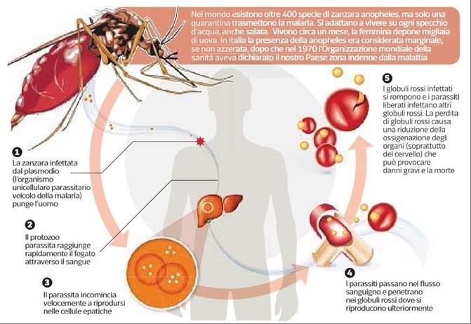 asessualmente per diversi giorni (ciclo schizogonico epatico,